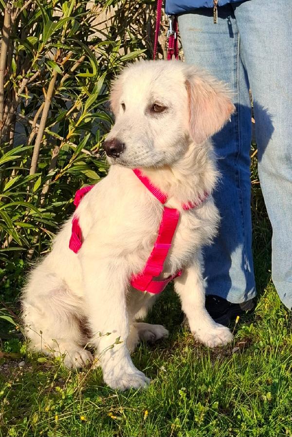 LAVA cucciolona mix maremmana in adozione Foto 2